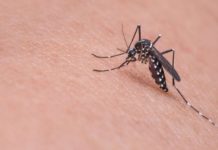 Anggota DPRD Kecewa Atas Lambannya Dinas Kesehatan Lamteng Dalam menangani Kasus Virus DBD