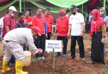 Bupati Loekman Hadiri Acara Tanam Perdana Pisang Mas Kirana Kebun Induk Kalirejo