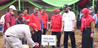 Bupati Loekman Hadiri Acara Tanam Perdana Pisang Mas Kirana Kebun Induk Kalirejo