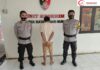 Sedang Asik Mencuri Pemuda Ini Di Ringkus Polisi