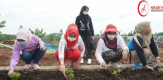 Ketua TP PKK Lamsel Laksanakan Penanaman Bunga Dikebun Edukasi