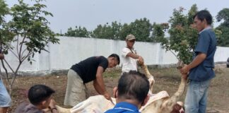 PWI Lamtim Peringati Idul Adha 1442H Dengan Tetap Patuhi Prokes