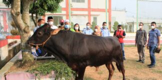 Lapas Gunung Sugih Terima Bantuan Kurban dari Bupati Lampung Tengah