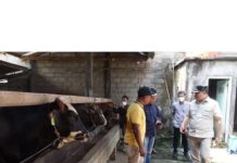 Bupati Terjun Langsung Beri Penyuluhan Antisipasi PMK Pada Hewan