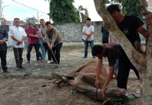 PWI Lamtim Kurban 1 Ekor Sapi Di Idul Adha 1444 H, Muklis : Semoga Bisa Terus Berbagi Kepada Masyarakat