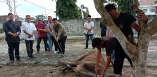 PWI Lamtim Kurban 1 Ekor Sapi Di Idul Adha 1444 H, Muklis : Semoga Bisa Terus Berbagi Kepada Masyarakat