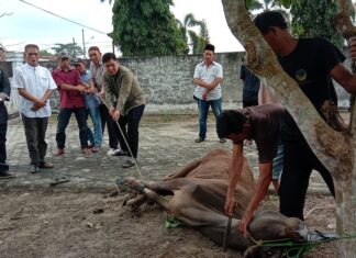 PWI Lamtim Kurban 1 Ekor Sapi Di Idul Adha 1444 H, Muklis : Semoga Bisa Terus Berbagi Kepada Masyarakat