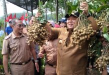 Gubernur Lampung Panen Raya Buah Kelengkeng di Gedung Dalem