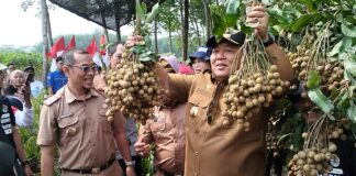 Gubernur Lampung Panen Raya Buah Kelengkeng di Gedung Dalem