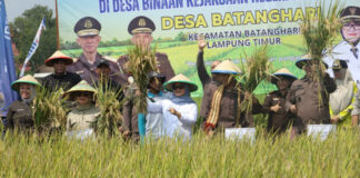 Bupati Lamtim Hadiri Panen Raya Padi di Desa Binaan Kejaksaan Negeri Lampung Timur